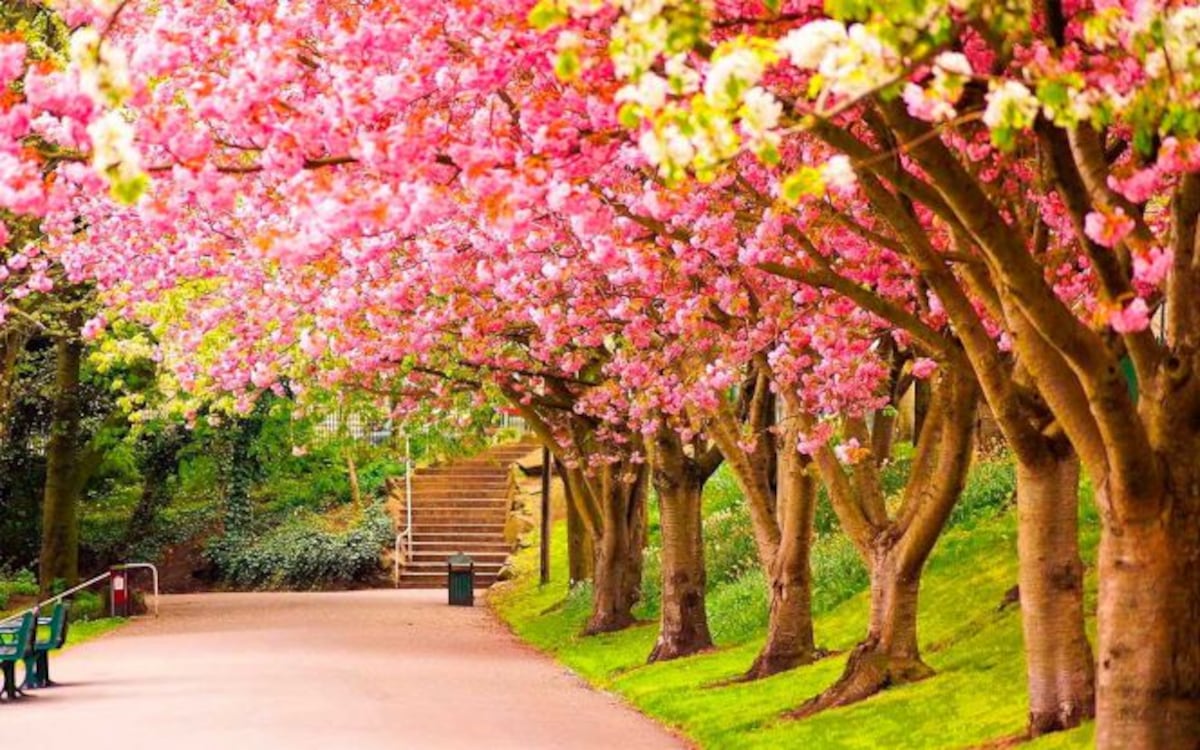 LINDA PRIMAVERA