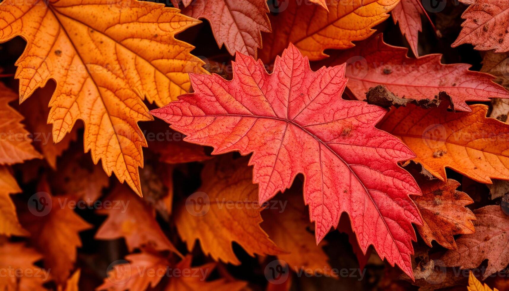 NATUREZA